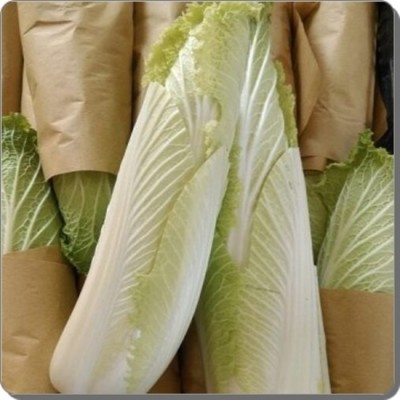 Cải Thảo Hỏa Tiễn