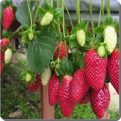 Dâu Tây Đà Lạt